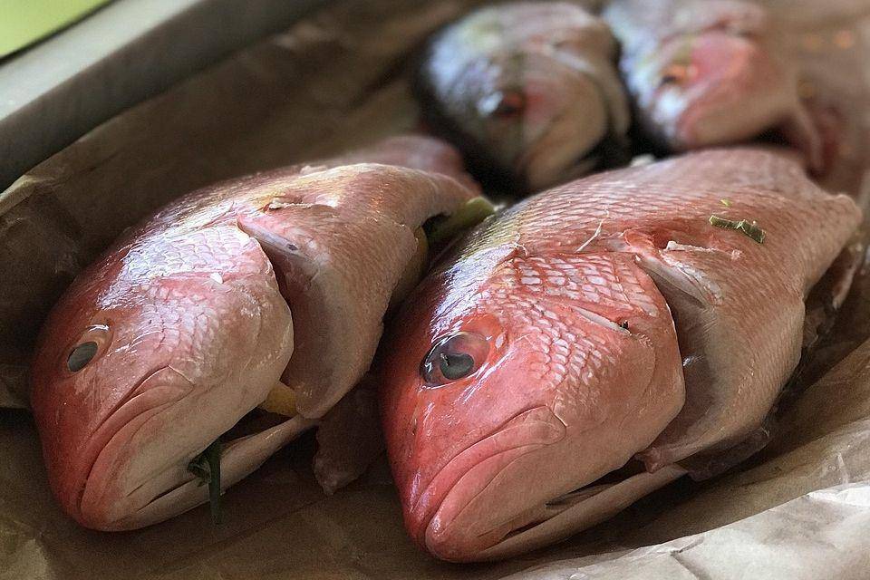 ilustrasi ikan kakap merah (pixabay.com/thealy44)