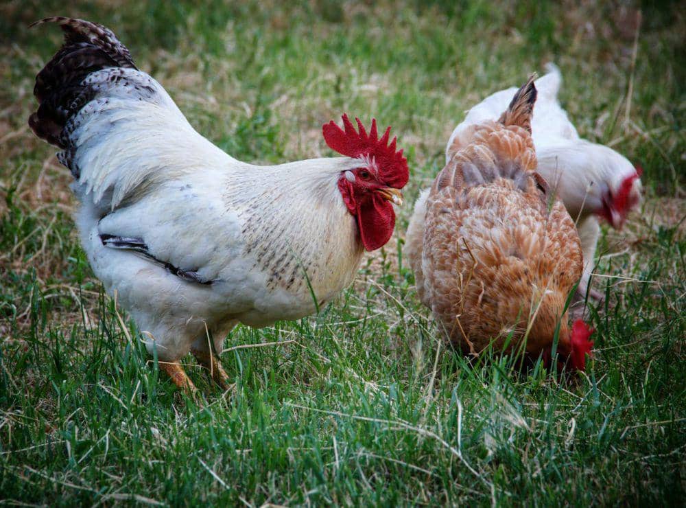 Ayam di taman (https://www.pexels.com)