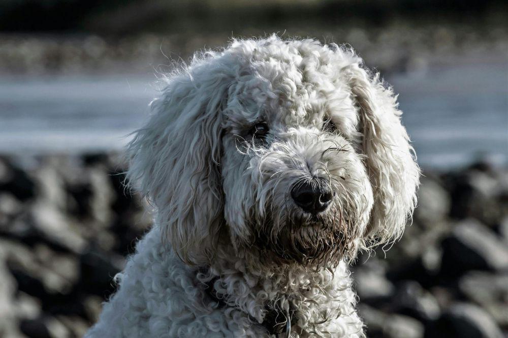 5 Jenis Anjing Paling Rentan Kena Infeksi Telinga