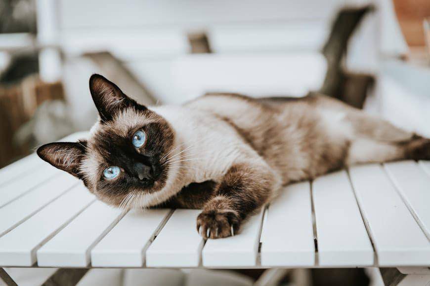 ilustrasi kucing siamese (unsplash.com/Alex Meier)