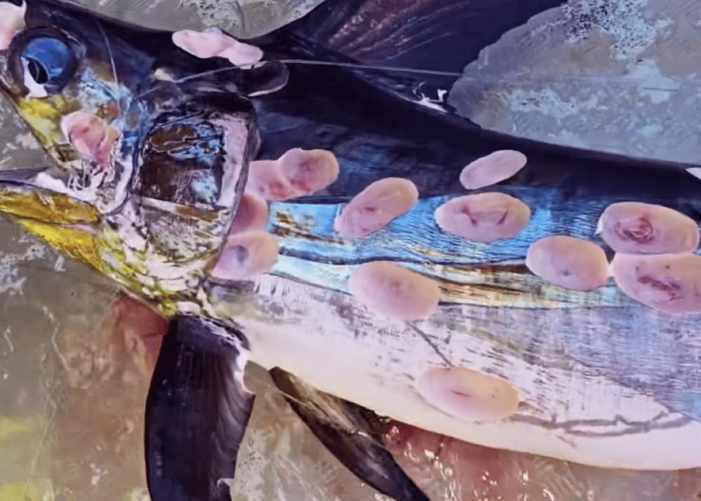 7 Fakta Menarik Cookie Cutter Shark, Hiu Kecil Pencuri Daging