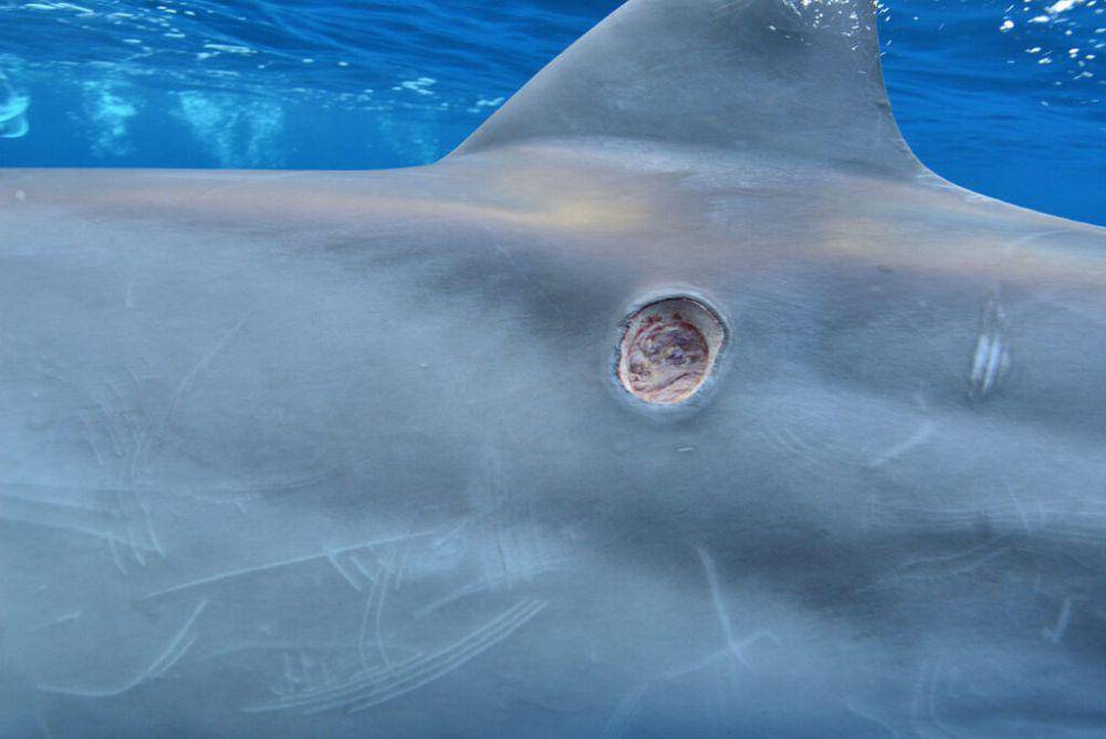 ilustrasi bekas gigitan cookie cutter shark (sharkangels.org)