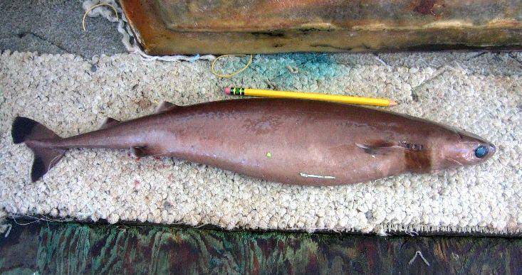 ilustrasi cookie cutter shark (wikimedia.org/NOAA Observer Project)