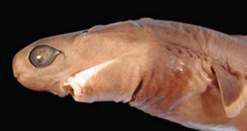 ilustrasi cookie cutter shark (commons.wikimedia.org/Karsten Hartel)