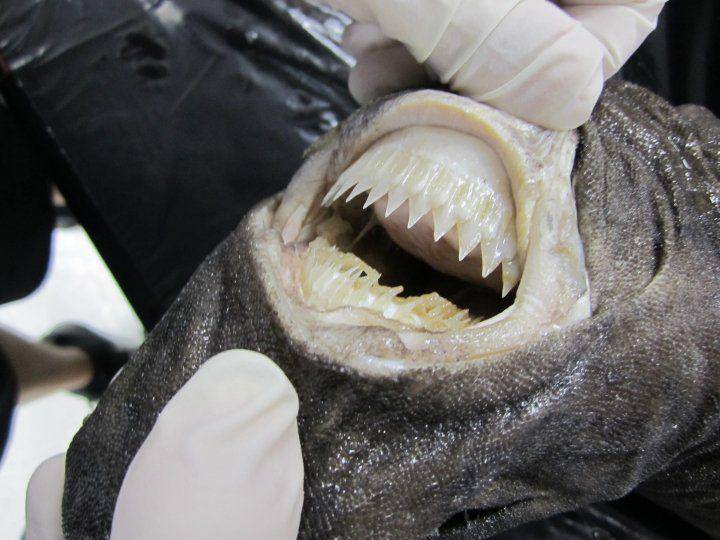 ilustrasi gigi bagian bawah pada cookie cutter shark jika dilihat secara terbalik (commons.wikimedia.org/JSUBiology)