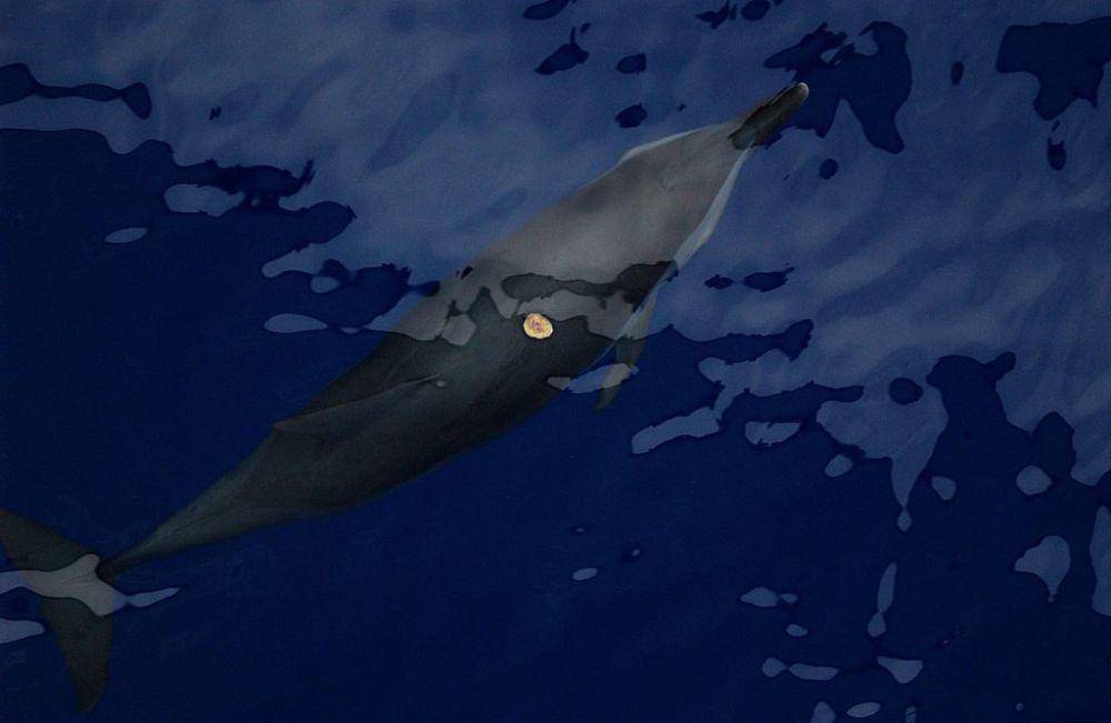 ilustrasi bekas gigitan cookie cutter shark (commons.wikimedia.org/Wayne Hoggard NOAA/NMFS/SEFSC)