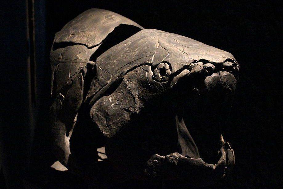 fosil Dunkleosteus koleksi Museu Blau, Barcelona (commons.wikimedia.org/Radiuk)