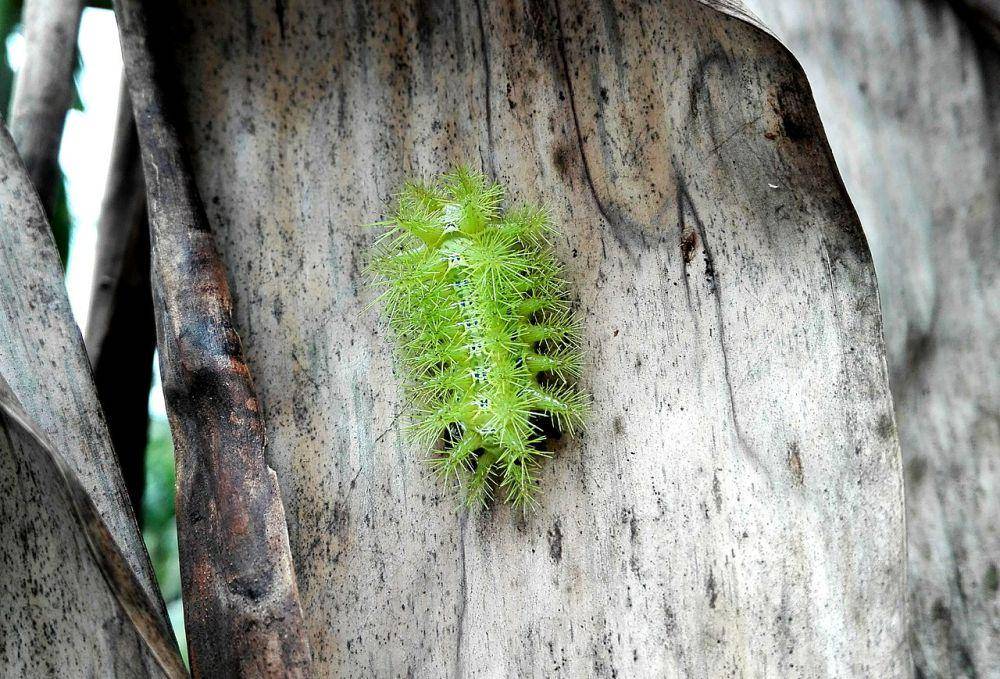 Ulat ngengat silkworm raksasa (commons.wikimedia.org/নয়ন জ্যোতি নাথ)