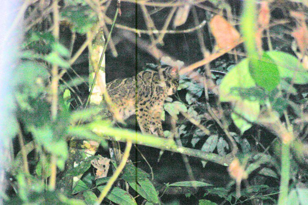 Macan dahan sunda (commons.wikimedia.org/Schalk Lubbe)
