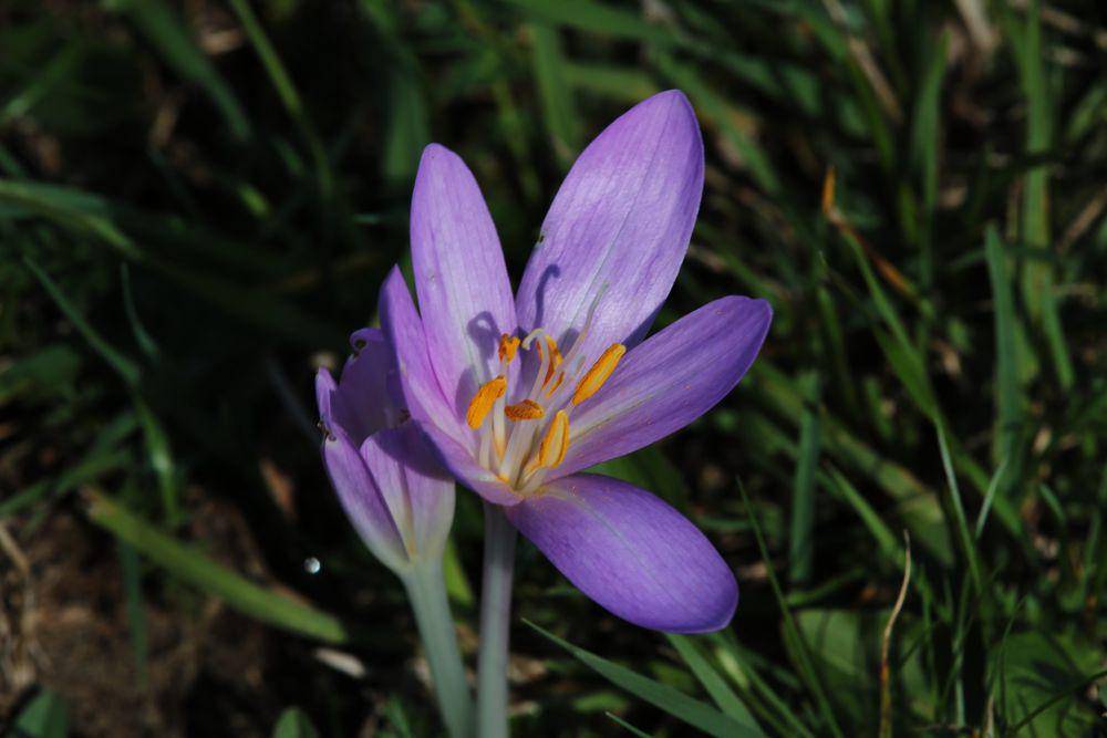 ilustrasi colchicum autumnale (flickr.com/Heinz Dieter Heil)
