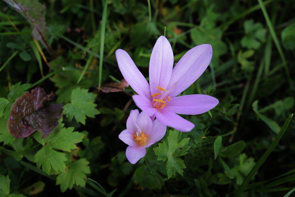 ilustrasi colchicum autumnale (flickr.com/Heinz Dieter Heil)