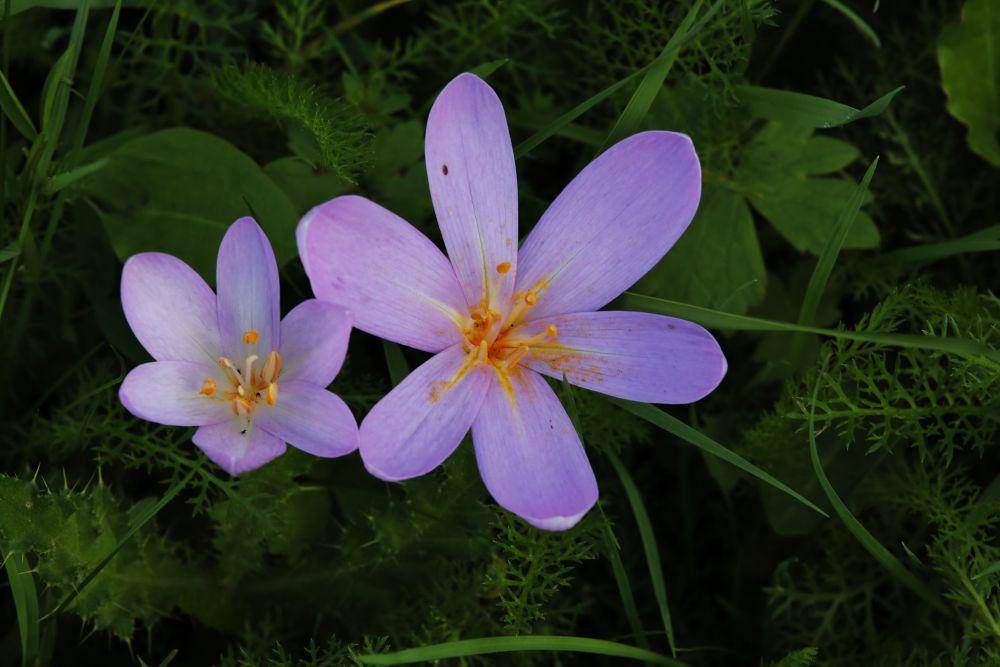 ilustrasi colchicum autumnale (flickr.com/Heinz Dieter Heil)