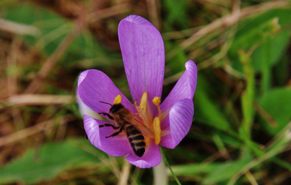 ilustrasi colchicum autumnale (flickr.com/Heinz Dieter Heil)