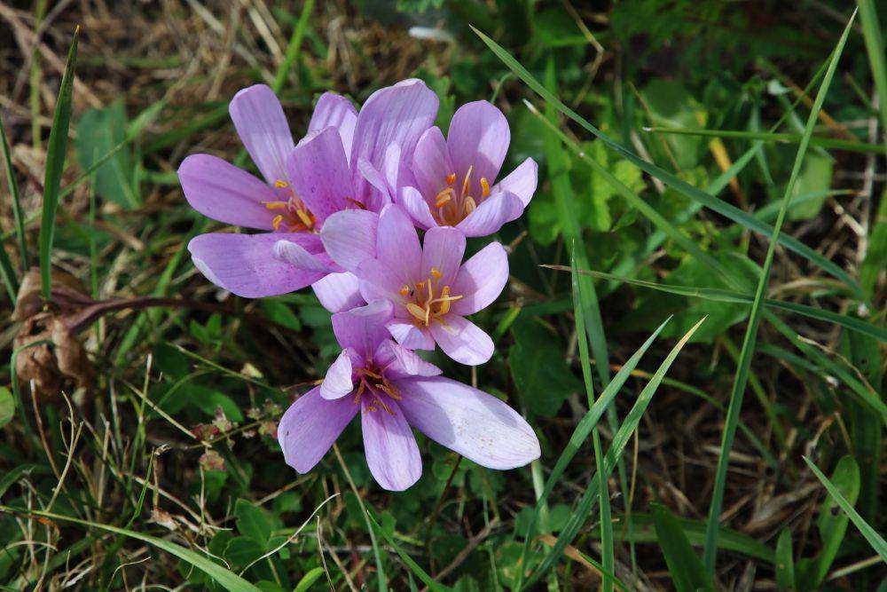 ilustrasi colchicum autumnale (flickr.com/Heinz Dieter Heil)