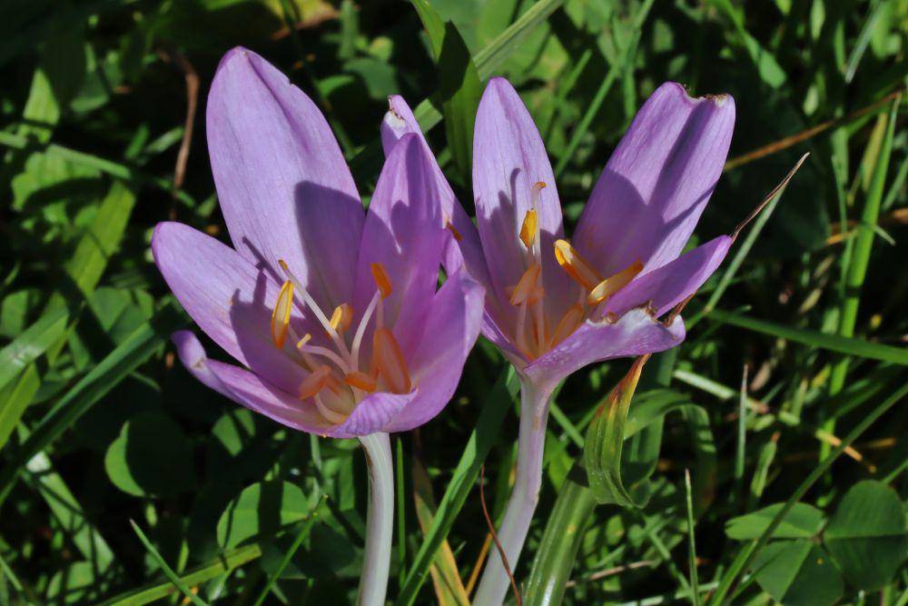ilustrasi colchicum autumnale (flickr.com/Heinz Dieter Heil)