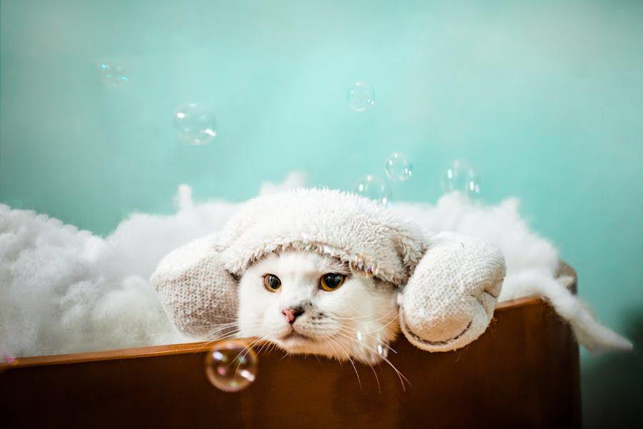 Apa Itu Grooming Kucing? Ini Manfaat dan Tips Melakukannya