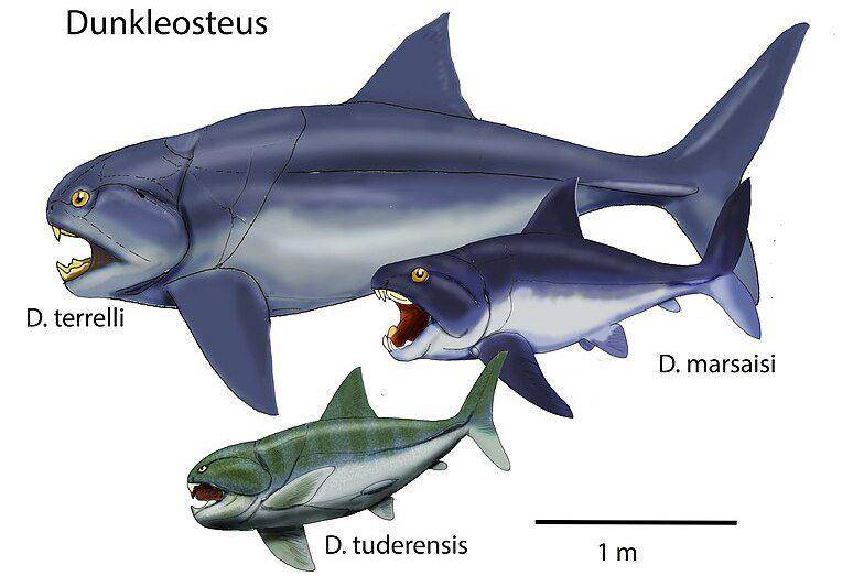 perbandingan ukuran beberapa spesies Dunkleosteus (commons.wikimedia.org/ДиБгд)