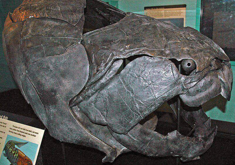 fosil tengkorak Dunkleosteus terrelli koleksi Cincinnati Museum of Natural History and Science, Ohio (commons.wikimedia.org/James St. John)