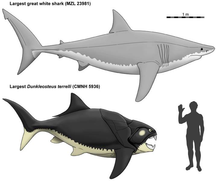 perkiraan ukuran Dunkleosteus terrelli terbaru (commons.wikimedia.org/Russell K. Engelman)