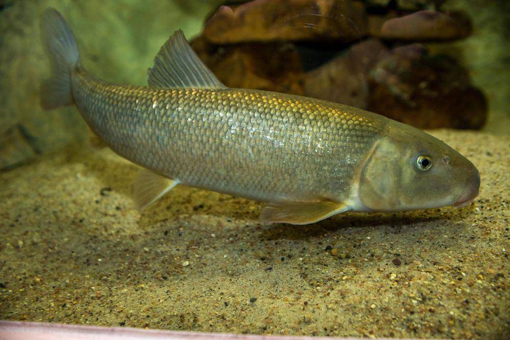 White sucker (commons.wikimedia.org/USFWS)