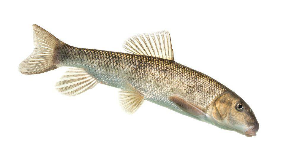 White sucker (commons.wikimedia.org/USFWS Mountain-Prairie)