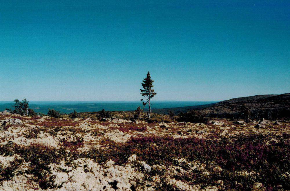 Old Tjikko (commons.wikimedia.org/Karl Brodowsky)