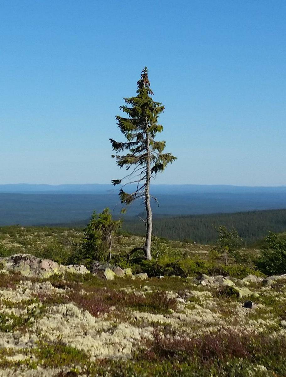 Old Tjikko (commons.wikimedia.org/Karl Brodowsky)
