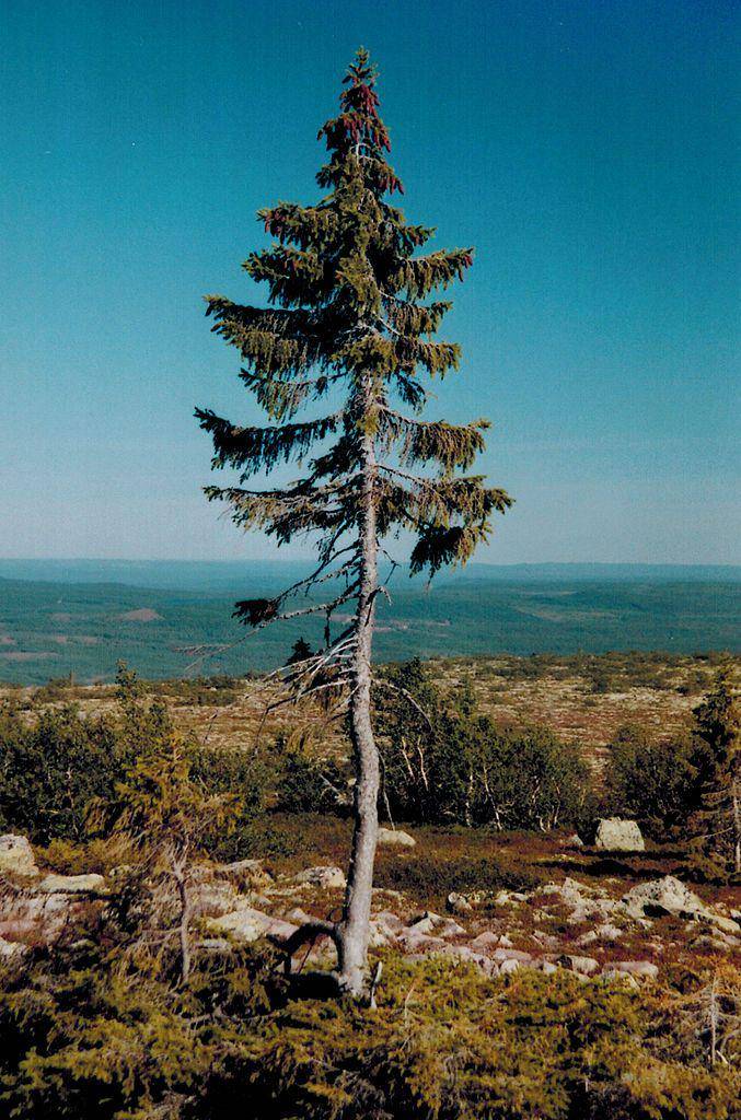 Old Tjikko (commons.wikimedia.org/Karl Brodowsky)