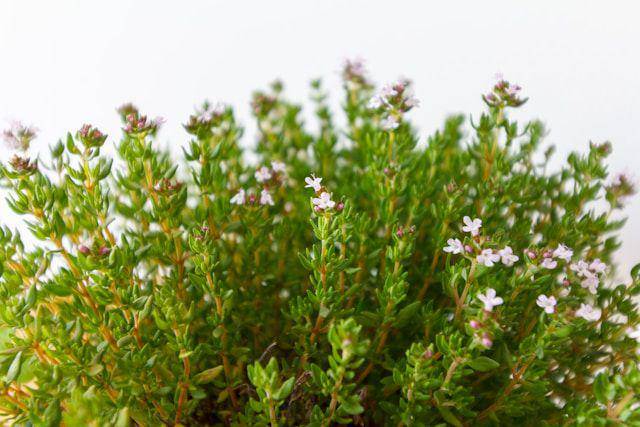 ilustrasi tanaman herbs (unsplash.com/Alejandro Piñero Amerio)