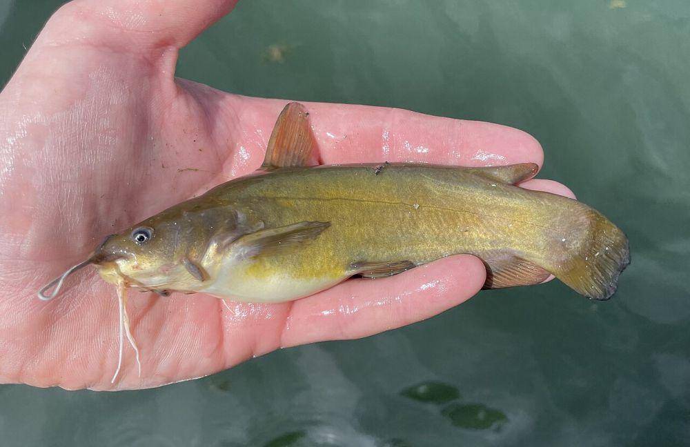 Lele bullhead (commons.wikimedia.org/Nick Loveland)