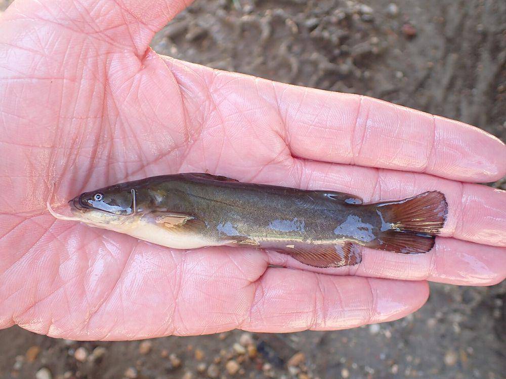 Lele bullhead (commons.wikimedia.org/Fishes of Texas team)