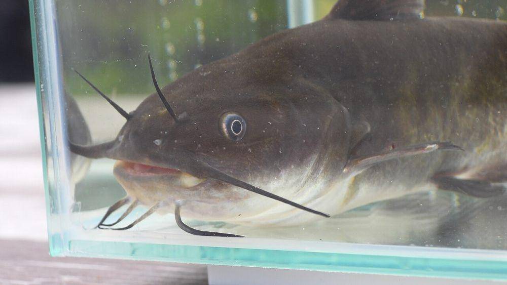 Lele bullhead (commons.wikimedia.org/Dan MacNeal)