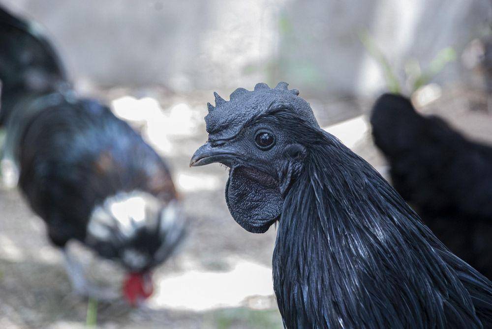Resep Masakan Ayam Cemani yang Enak dan Menggugah Selera