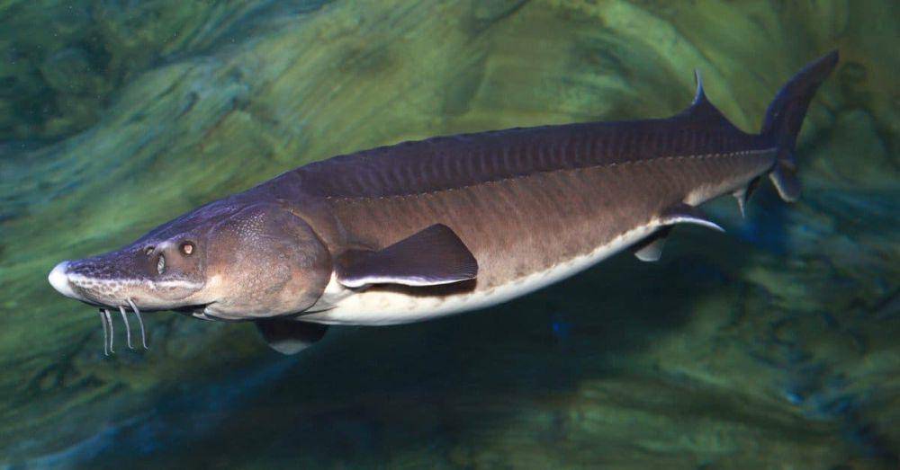 potret ikan kaluga (a-z-animals.com)