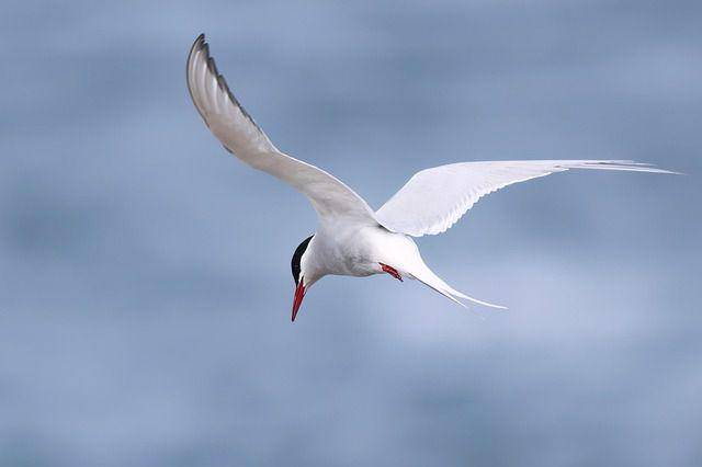 iliustrasi burung Arctic Tern (Pixabay.com/AidanSemmens)