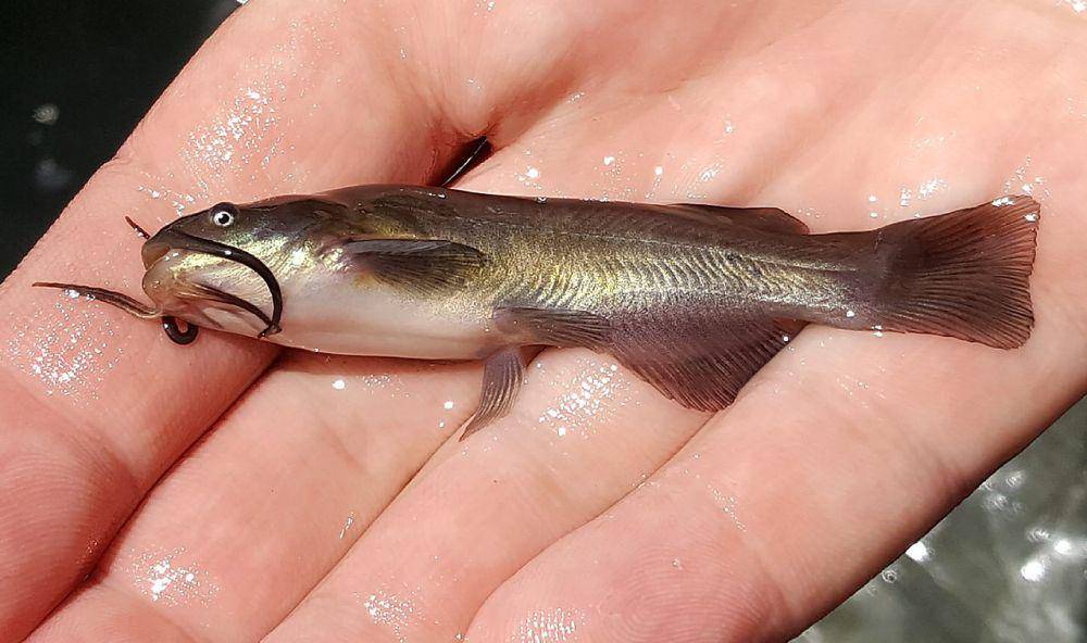 Lele bullhead (commons.wikimedia.org/Oregon Department of Fish and Wildlife)
