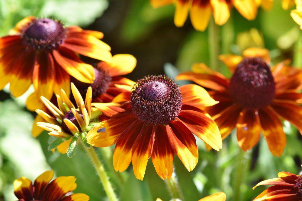 ilustrasi coneflower (pixabay.com/Ralph)