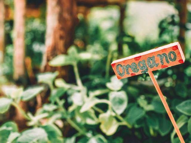 ilustrasi tanaman herbs (unsplash.com/Dayana Brooke)