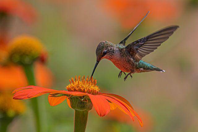 ilustrasi burung kolibri (Unsplash.com/Dulcey Lima)