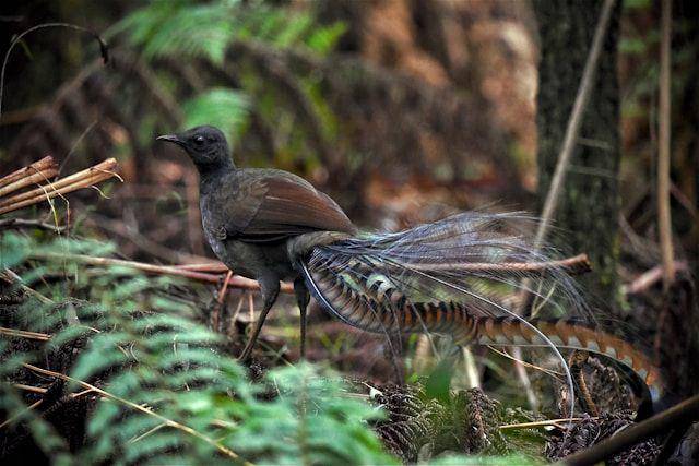 ilustrasi burung Lyrebird (unsplash.com/Geoffrey Moore)