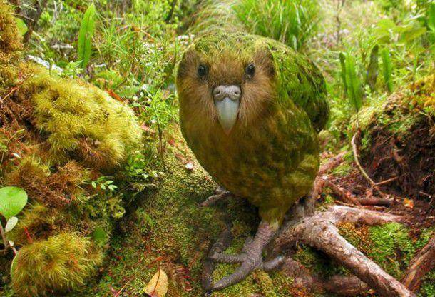 ilustrasi burung kakapo (pbs.org)