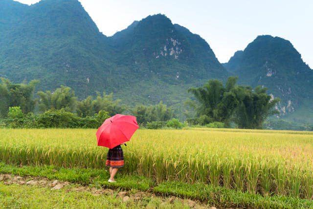 Mengenal Pertanian Modern Advance Agriculture System di Lamteng
