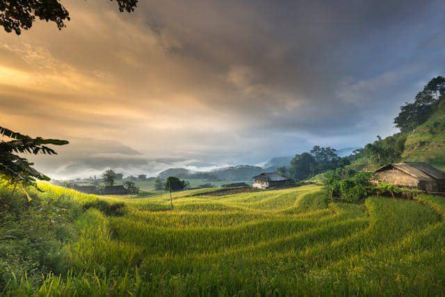 ilustrasi sawah (pexels.com/quang)