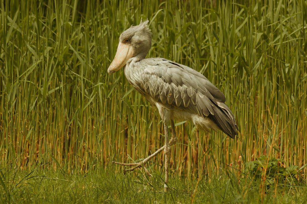 ilustrasi burung Shoebill (Pixabay.com/Lolame)