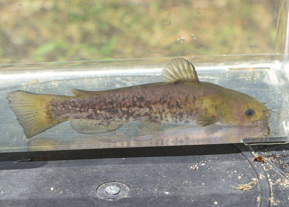 Lele bullhead (commons.wikimedia.org/skitterbug)