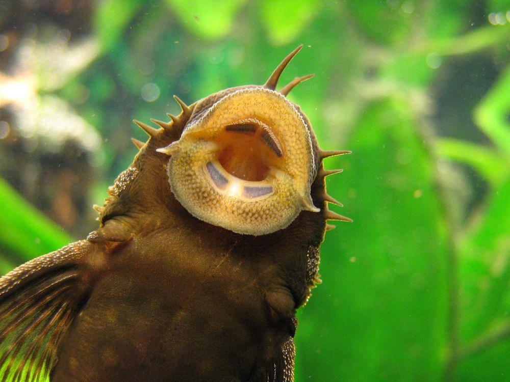 Ordo Siluriformes (commons.wikimedia.org/Ude)