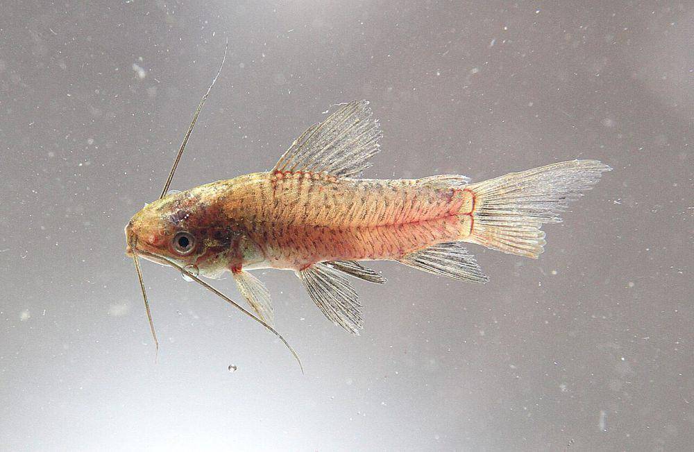 Ordo Siluriformes (commons.wikimedia.org/Clinton dan Charles Robertson)