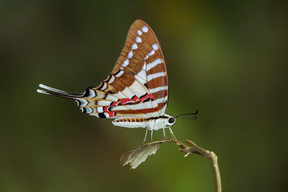 5 Fakta Unik Kupu-kupu Swallowtail, Warnanya Cantik Bagaikan Pelangi!