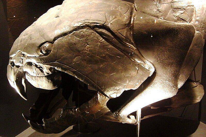fosil tengkorak Dunkleosteus di National Museum of Nature and Science, Tokyo (commons.wikimedia.org/Momotarou2012)
