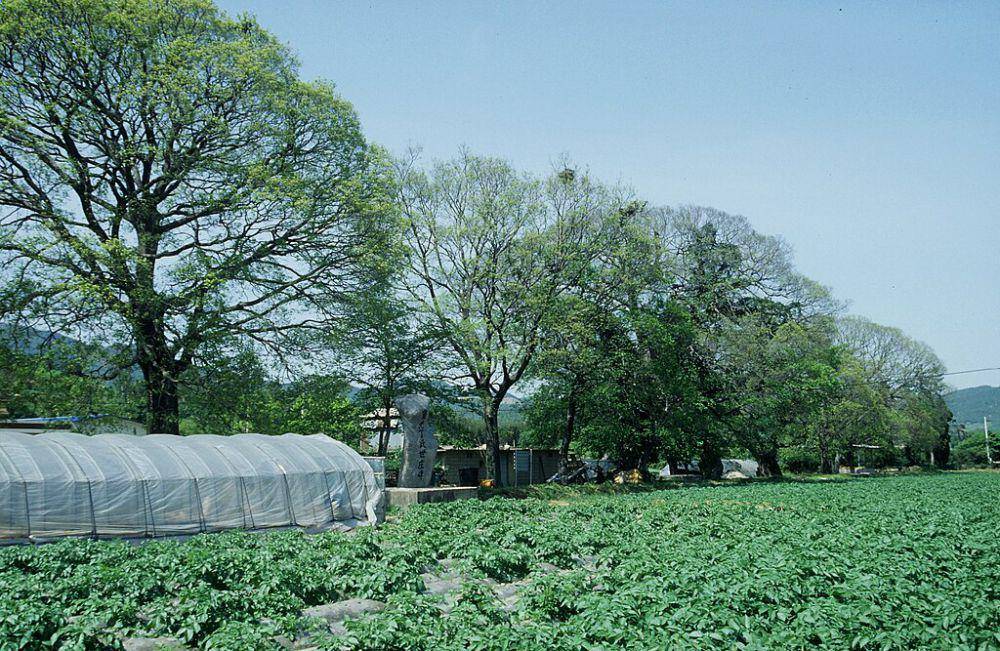 ilustrasi kebun teh di Namhae (commons.wikimedia.org/Namhae Yu)